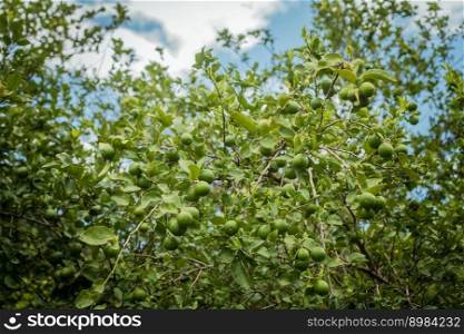 Green lemons on a branch with background of lemons out of focus, Unripe lemons in a garden with lemons background. Harvest of green lemons hanging on the branches