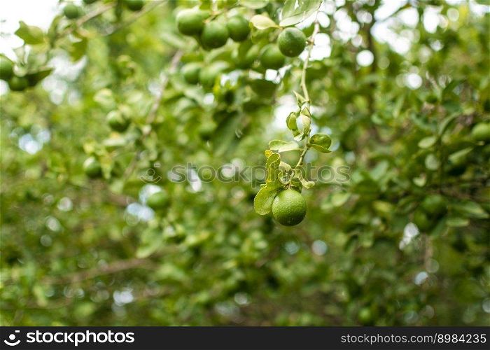 Green lemons on a branch with background of lemons out of focus. Beautiful unripe lemons in a garden with lemons background, Harvest of green lemons hanging on the branches