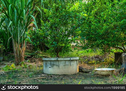 Green lemons tree growth on the cement pond in a garden citrus fruit thailand.