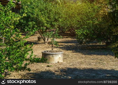 Green lemons tree growth on the cement pond in a garden citrus fruit thailand.