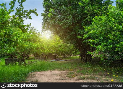 Green lemons tree growth on the cement pond in a garden citrus fruit thailand.