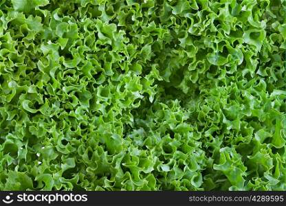 Green lettuce. Background