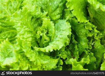 Green lettuce close up in the garden