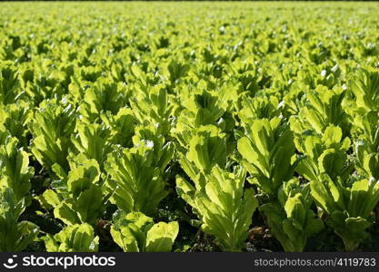 Green lettuce country in Spain