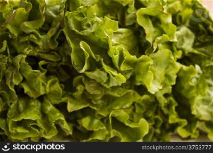 Green lettuce detailed photo close up.