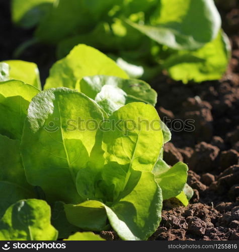 Green lettuce growing in the garden, growing. Healthy vegetarian food.. Green lettuce growing in the garden, growing. Healthy vegetarian food