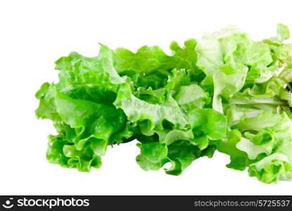 Green Lettuce isolated on white