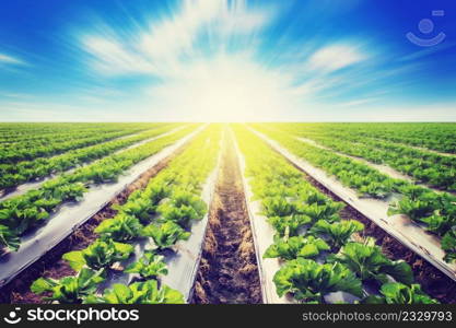 Green lettuce on field agriculture with sunlight effect