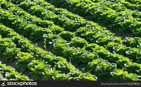 Green lettuce plantation freshly caught. Agricultural field with Green lettuce leaves. Lactuca sativa green leaves, close up in Spain.. Green lettuce plantation freshly caught. Agricultural field with Green lettuce leaves. Lactuca sativa green leaves, close up in Spain