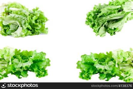 green lettuce set isolated on white