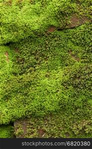 Green lichen background on the brick