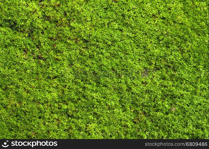 Green lichen background on the rock