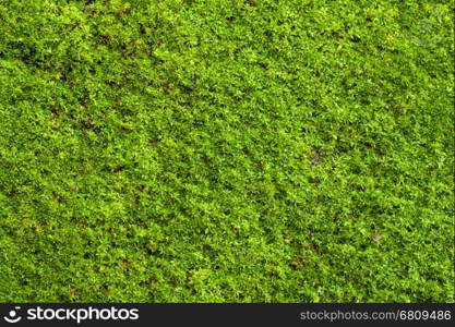 Green lichen background on the rock