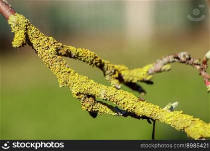 Green lichen close-up on tree branch. Plant disease.. Green lichen close-up on a tree branch. Plant disease.