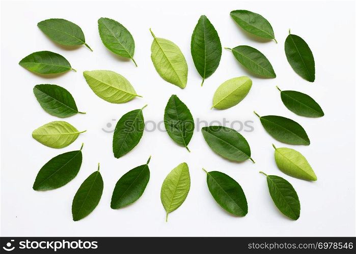 Green lime leaves on white background.