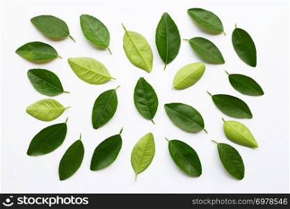Green lime leaves on white background.