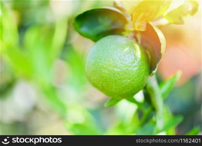 Green limes on a tree / Fresh lime citrus fruit high vitamin C in the garden farm agricultural with nature green blur background at summer