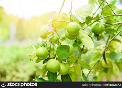 Green limes on a tree / Fresh lime citrus fruit high vitamin C in the garden farm agricultural with nature green blur background at summer