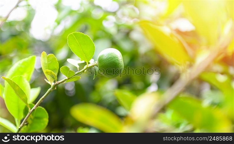 Green limes on a tree, Fresh lime citrus fruit high vitamin C in the garden farm agricultural with nature green blur background at summer