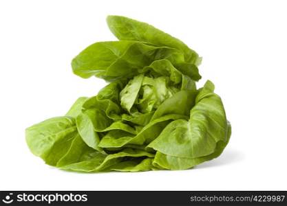 Green little gem lettuce on white background