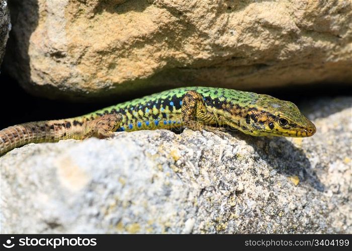 green little lizard is hidden in the cracks of stone