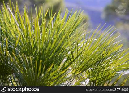 Green little palms plants used for old sweep brooms Spain