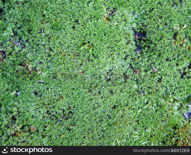 Green little plants for wallpaper with a beautiful color