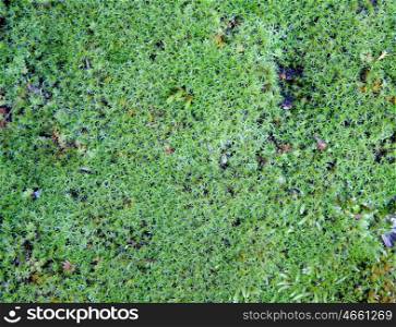 Green little plants for wallpaper with a beautiful color