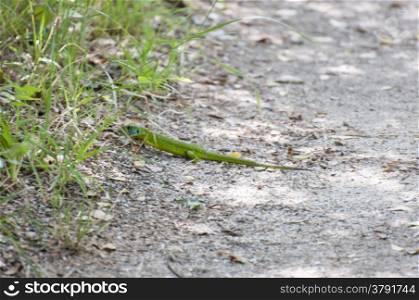 green lizard basked on earth