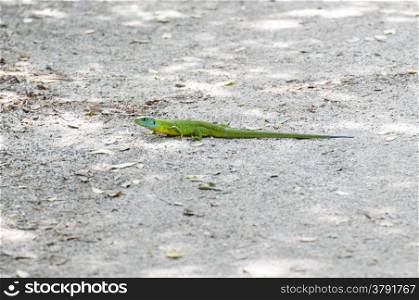 green lizard basked on earth