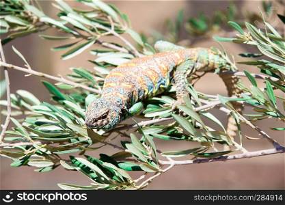 Green lizard - Green lizard with a long tail standing on a piece of wood
