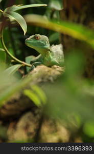 green lizard in jungle watching you