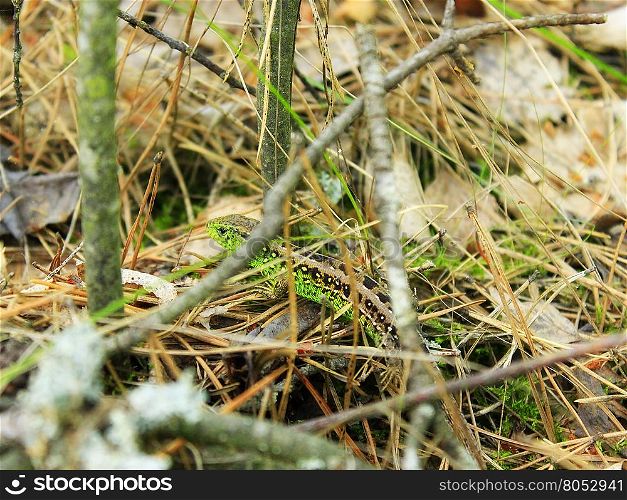 green lizard in the grass. green lizard hides in the grass and leaves