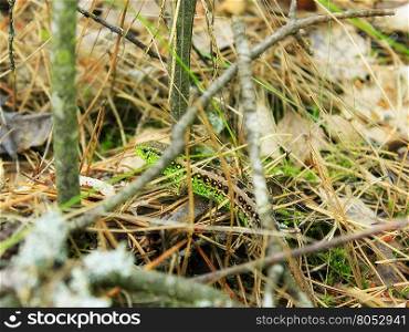 green lizard in the grass. green lizard hides in the grass and leaves