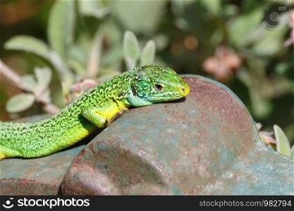 green lizard on a cast iron fountain during spring in France