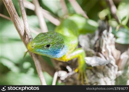 green lizard perched on a branch resting