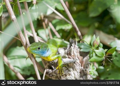 green lizard perched on a branch resting