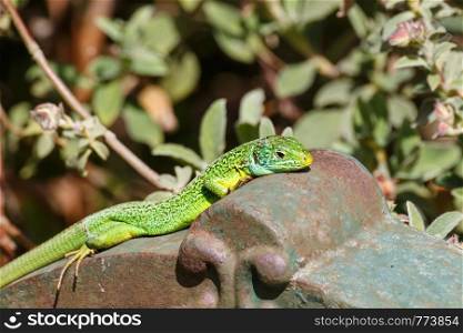Green lizard taking the sun on a fountain made in cast iron