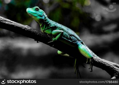 Green lizard that remain in the branch. Shooting Location: Singapore