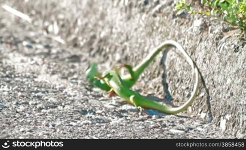 Green lizards fighting for a territory