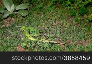 Green lizards fighting for a territory