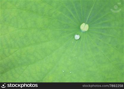 green lotus leaf with a little drop.
