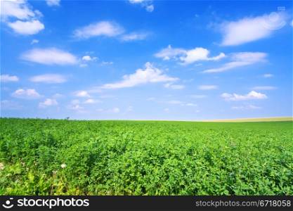 green lucerne field under blue sky in France