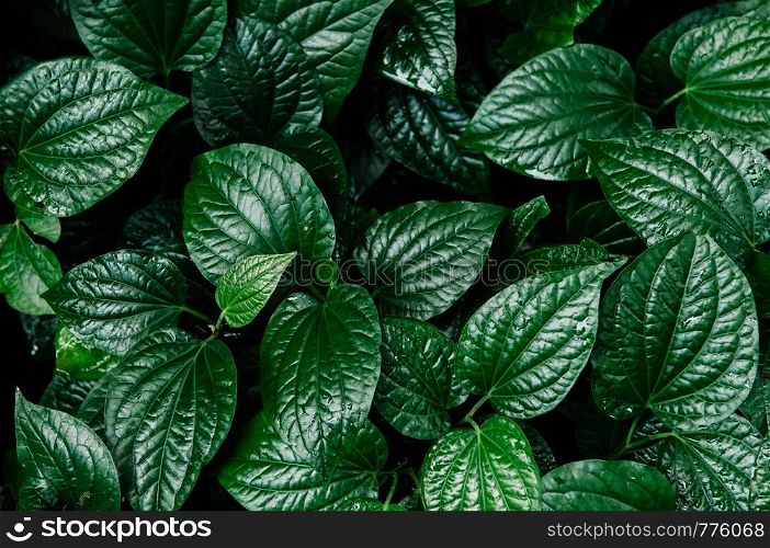 Green lush Betel leaves bush dark shadow top view - Green tropical nature plant background