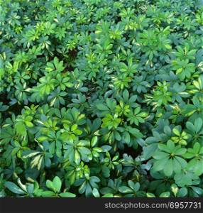 Green lush plants background, close up nature bush