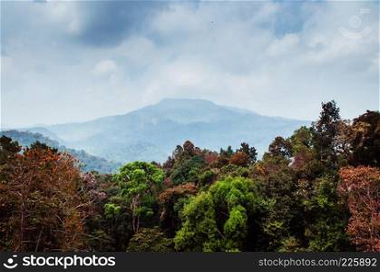 Green lush wild forest and big mountain in background, Chiang Mai, Thailand