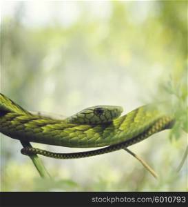 Green Mamba on the Branches