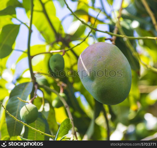 Green mango on tree in garden.