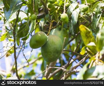 Green mango on tree in garden.