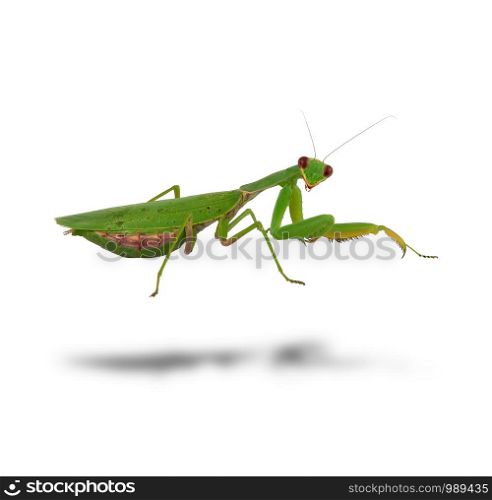 green mantis is standing and looking at the camera isolated on a white background, close up
